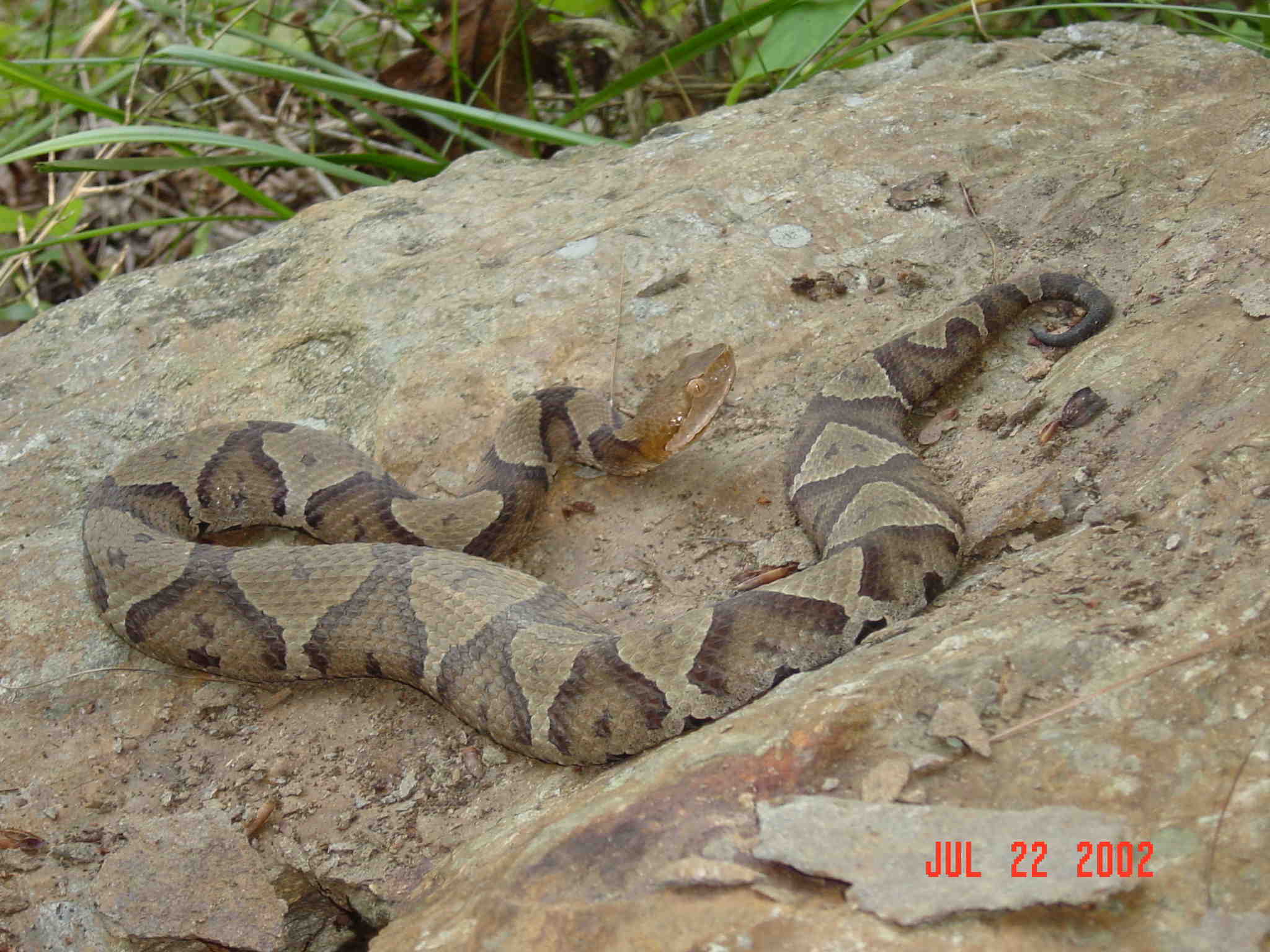 Northern Copperhead #04.jpg [216 Kb]